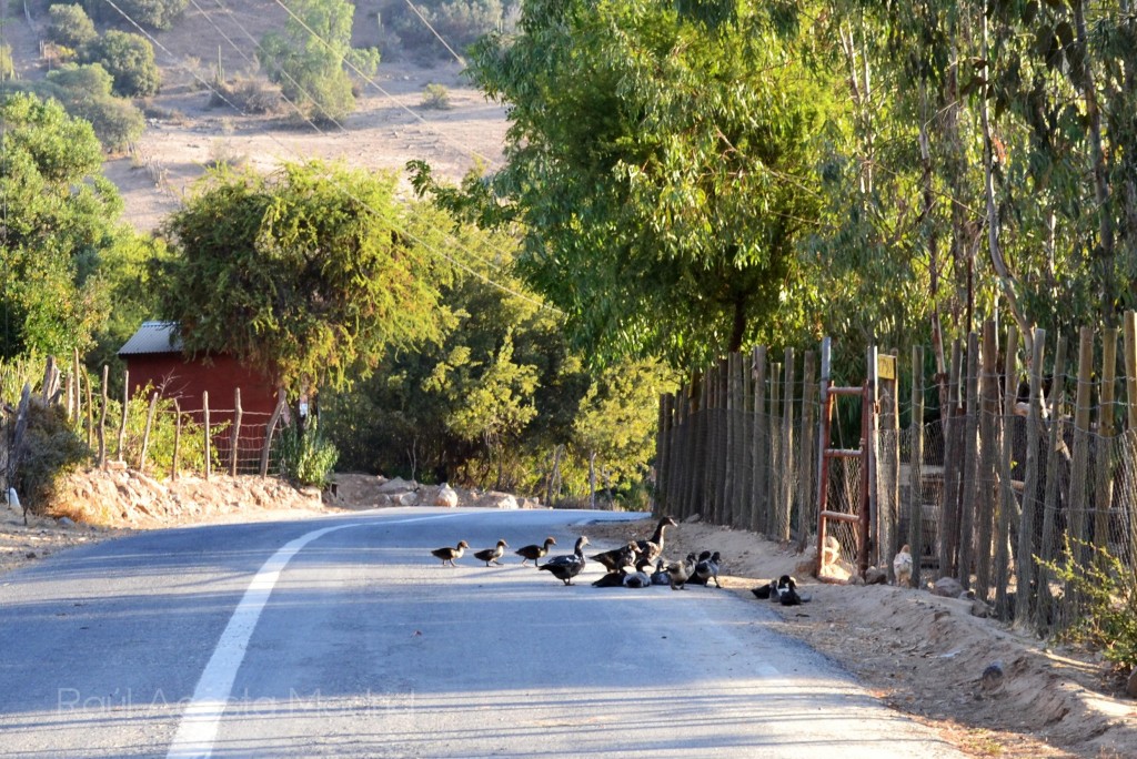 Foto de Alhué (Región Metropolitana), Chile
