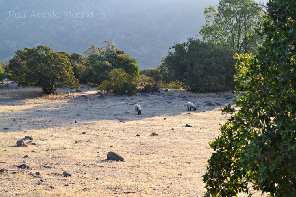 Foto de Alhué (Región Metropolitana), Chile