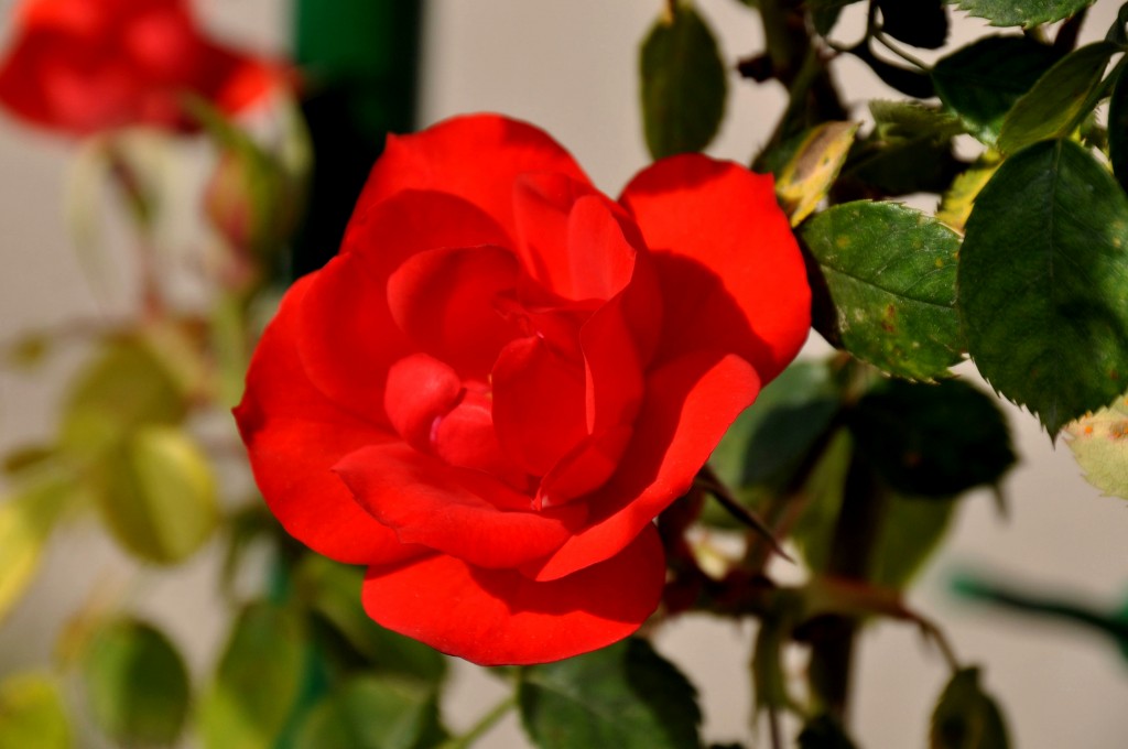 Foto: Rosa - Valencia (València), España