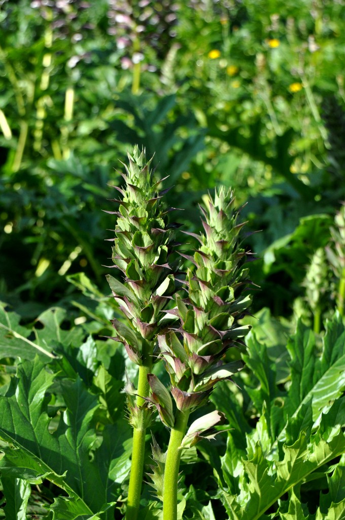 Foto: Flor - Valencia (València), España