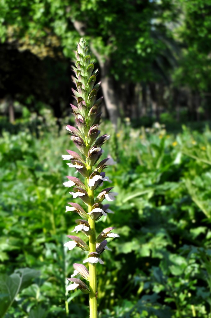 Foto: Flor - Valencia (València), España