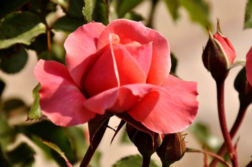 Foto: Flor - Valencia (València), España