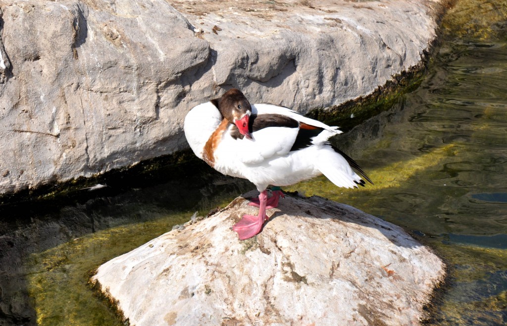 Foto: Pato - Valencia (València), España