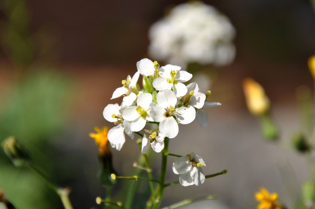 Foto: Flores - Valencia (València), España