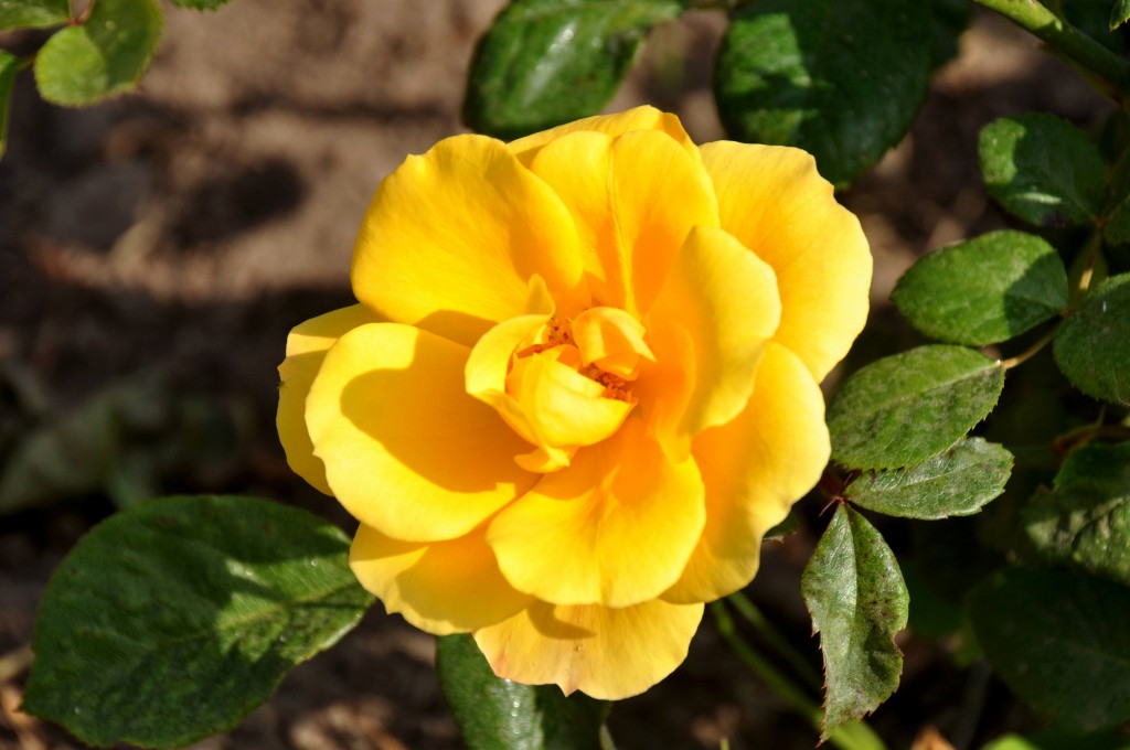 Foto: Flor - Valencia (València), España