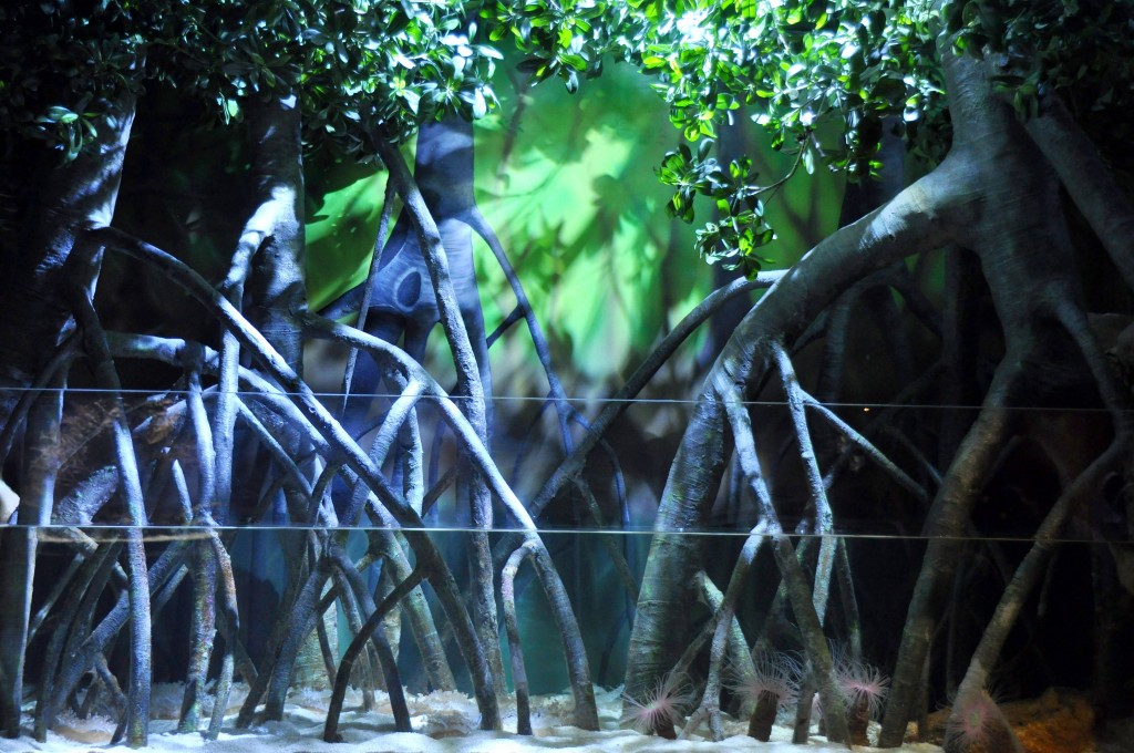 Foto: Acuario - Valencia (València), España