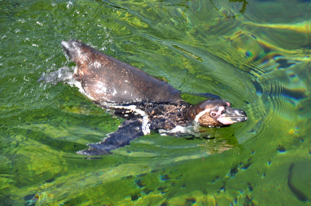 Foto: Pinguino - Valencia (València), España
