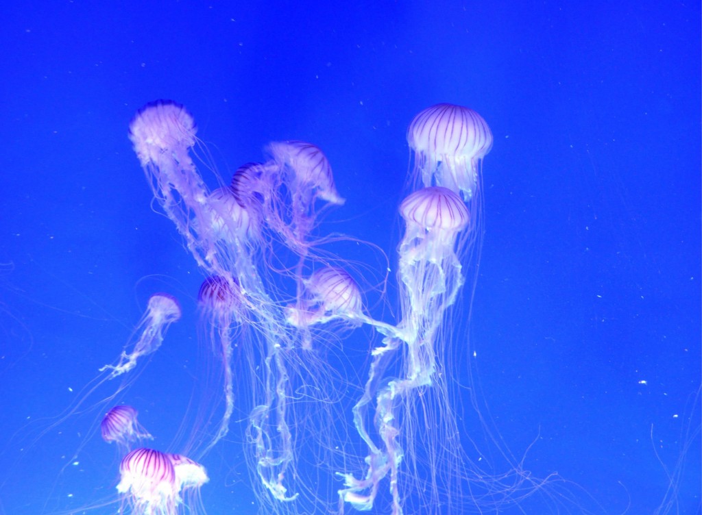 Foto: Medusas - Valencia (València), España