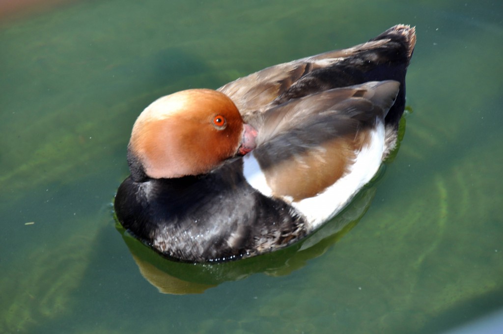 Foto: Pato - Valencia (València), España