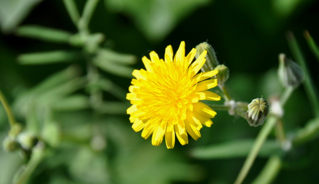 Foto: Flor - Valencia (València), España