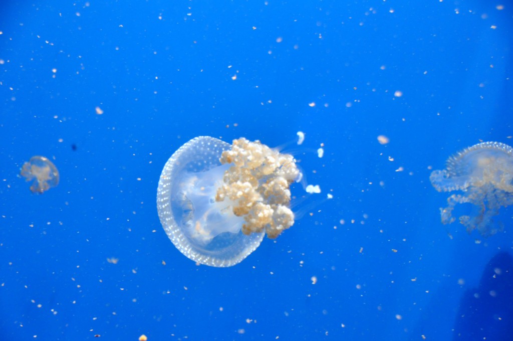 Foto: Medusa - Valencia (València), España