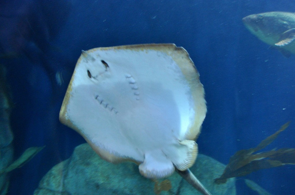 Foto: Acuario - Valencia (València), España