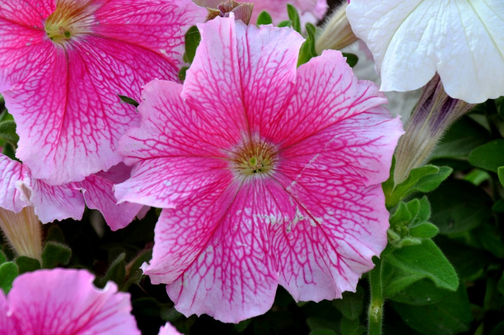 Foto: Flor - Valencia (València), España