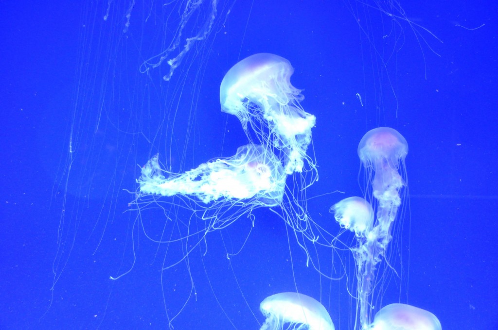Foto: Medusas - Valencia (València), España