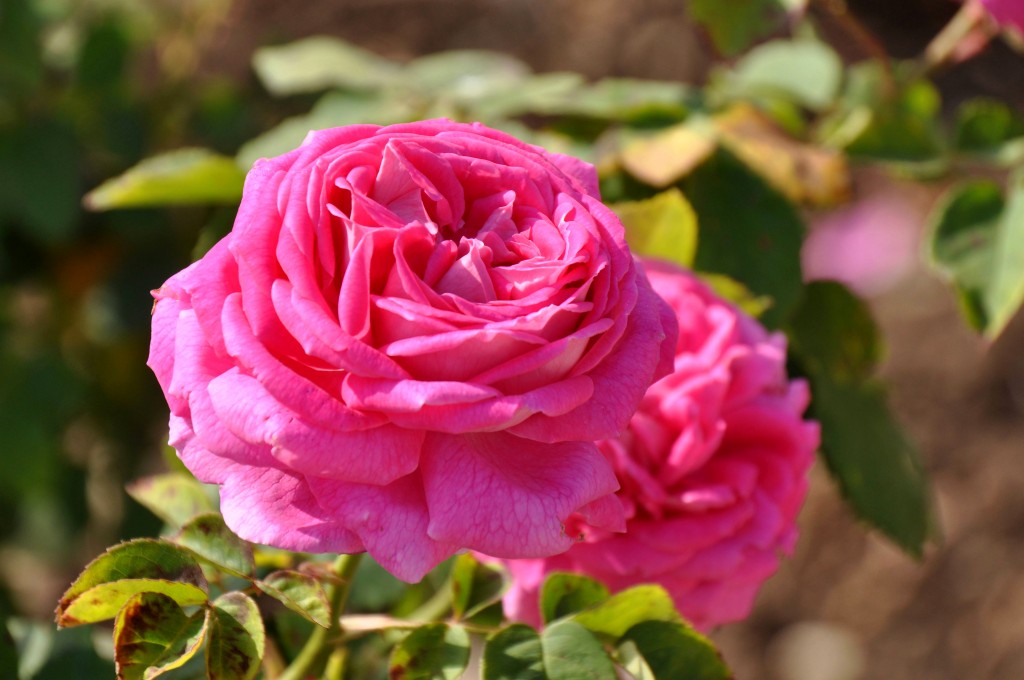 Foto Rosa Valencia (València), España