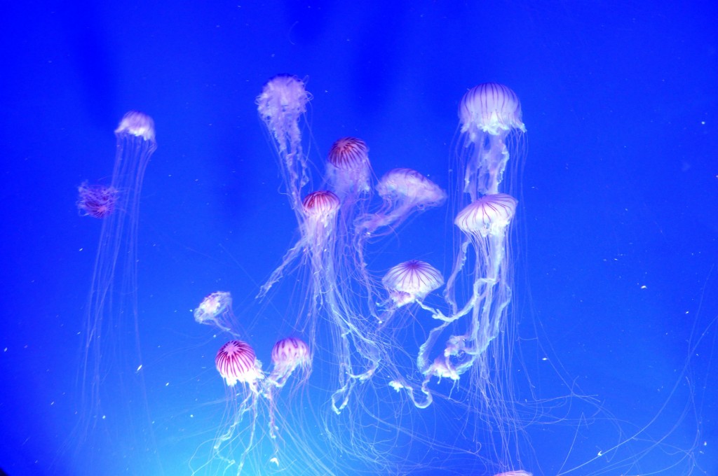 Foto: Medusas - Valencia (València), España