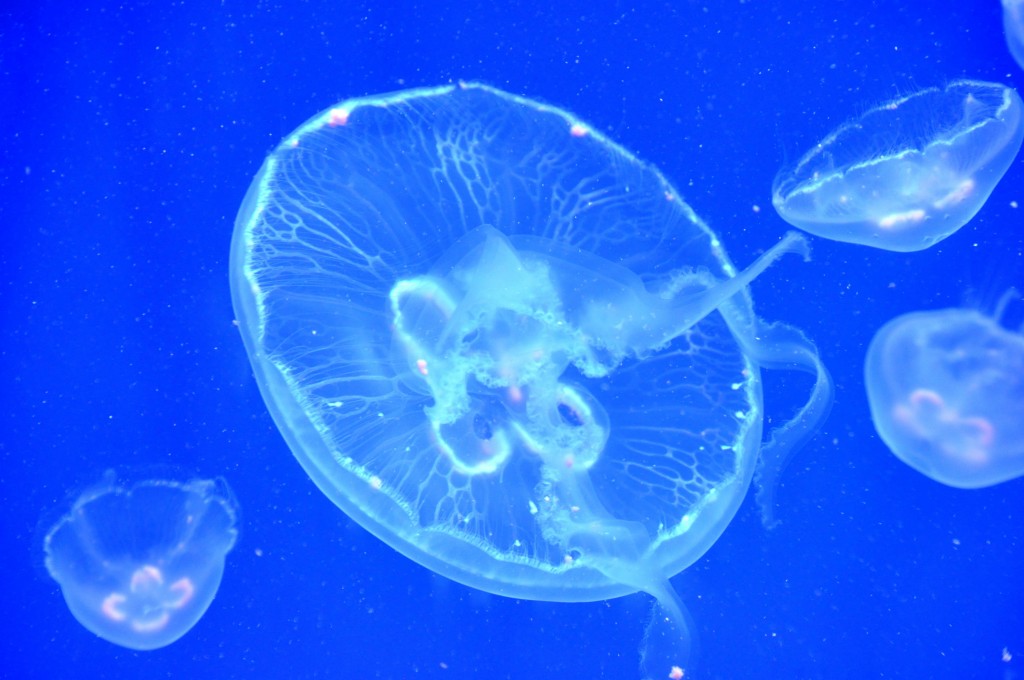 Foto: Medusa - Valencia (València), España