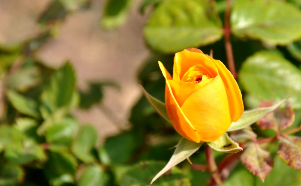 Foto: Flor - Valencia (València), España