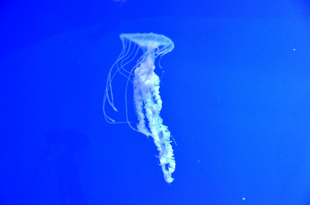 Foto: Medusa - Valencia (València), España