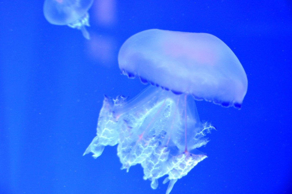 Foto: Medusa - Valencia (València), España