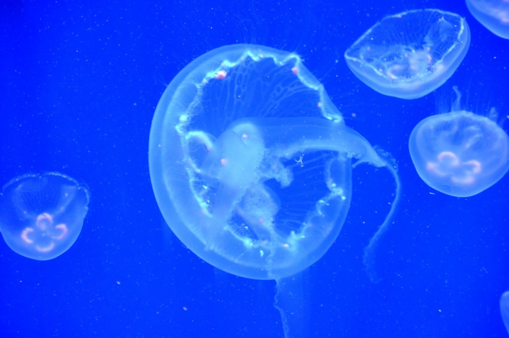 Foto: Medusas - Valencia (València), España