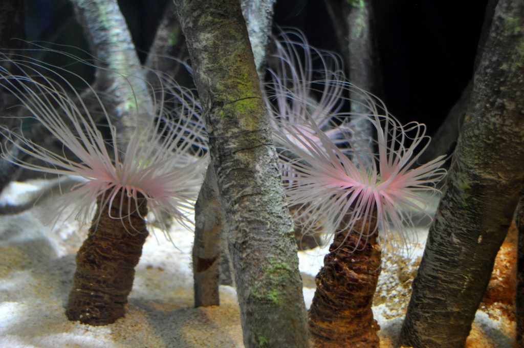 Foto: Acuario - Valencia (València), España