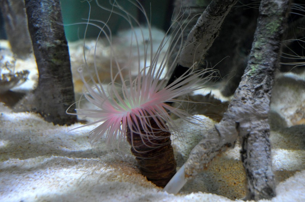 Foto: Acuario - Valencia (València), España