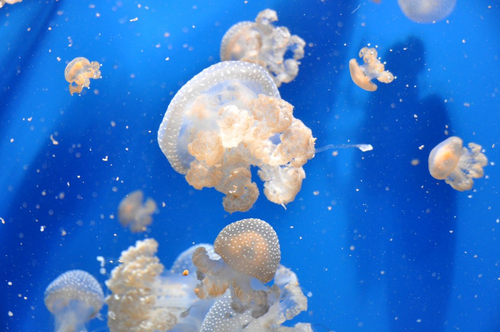 Foto: Medusas - Valencia (València), España