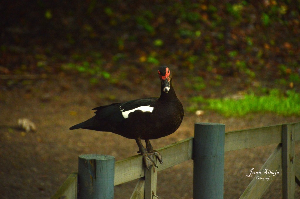 Foto de El Rodeo (San José), Costa Rica