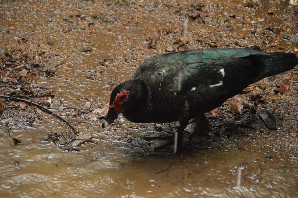 Foto de El Rodeo (San José), Costa Rica