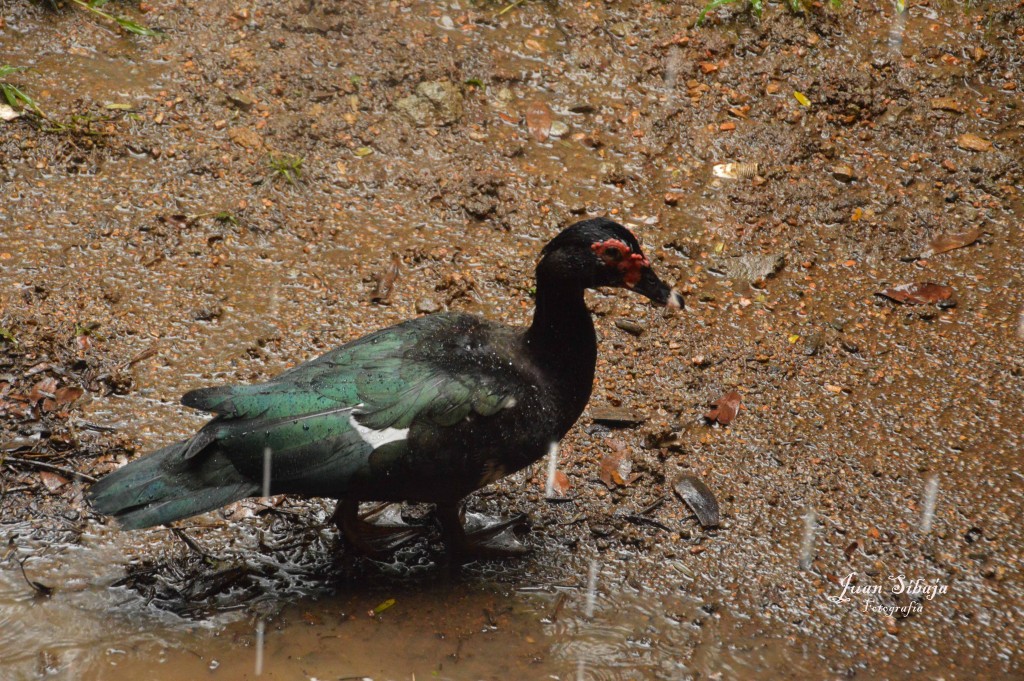 Foto de El Rodeo (San José), Costa Rica