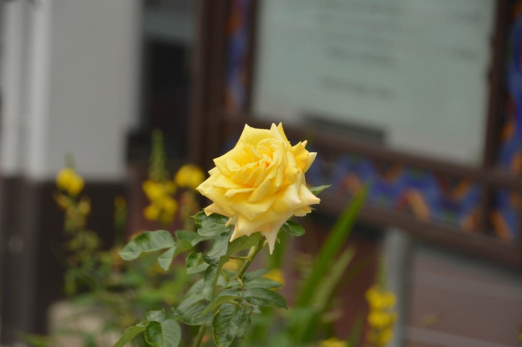 Foto de Alajuela (San José), Costa Rica