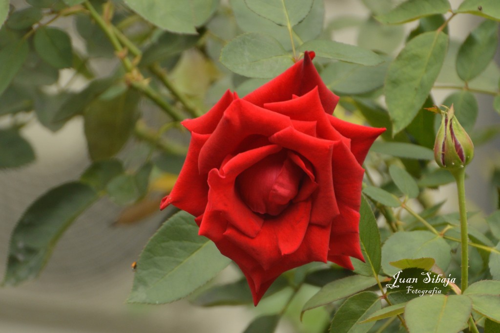 Foto de Alajuela (San José), Costa Rica