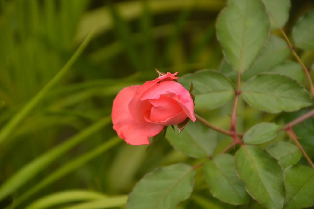 Foto de Alajuela (San José), Costa Rica