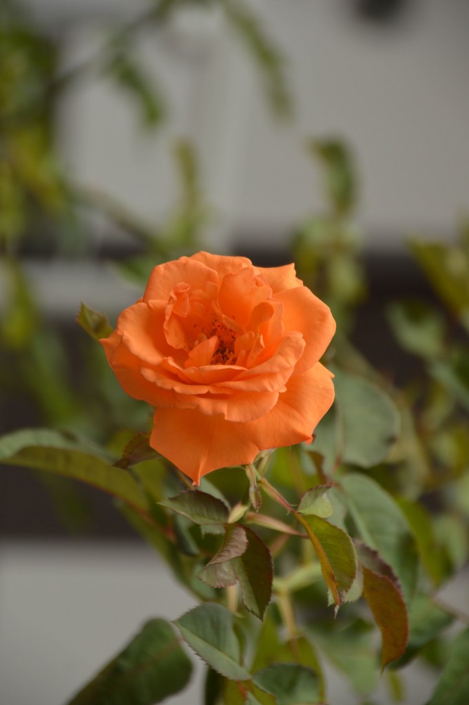 Foto de Alajuela (San José), Costa Rica