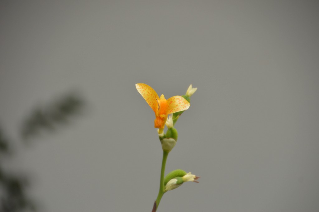 Foto de Alajuela (San José), Costa Rica