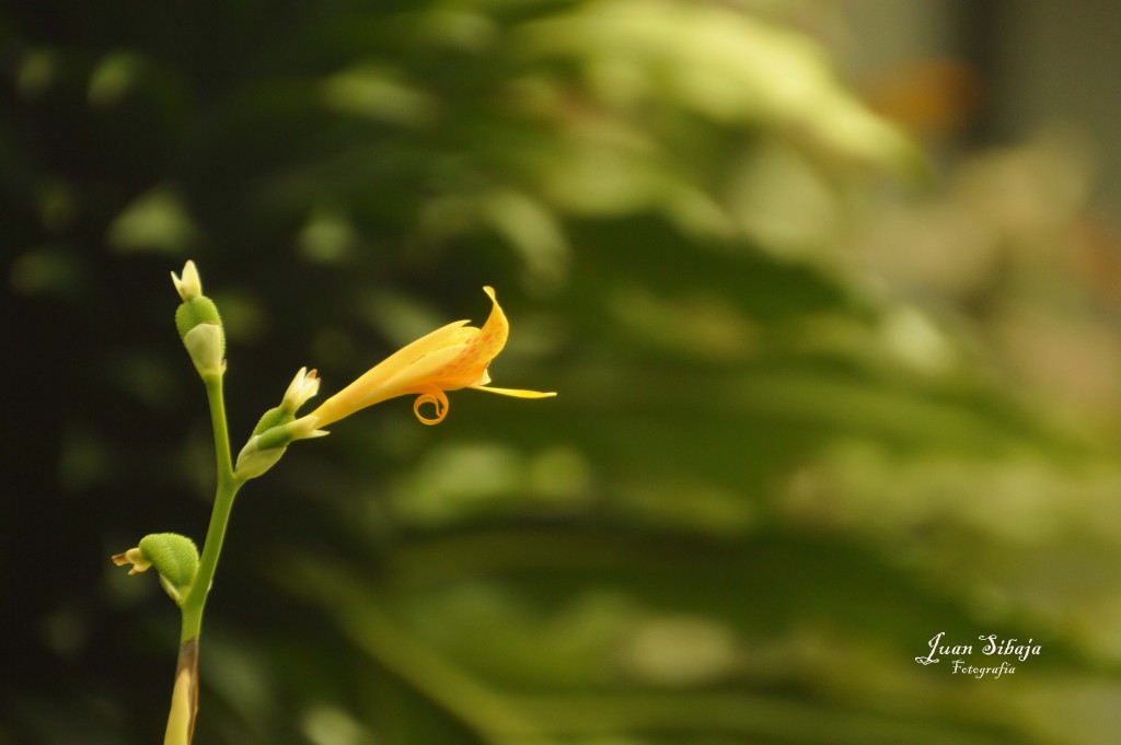 Foto de Alajuela (San José), Costa Rica