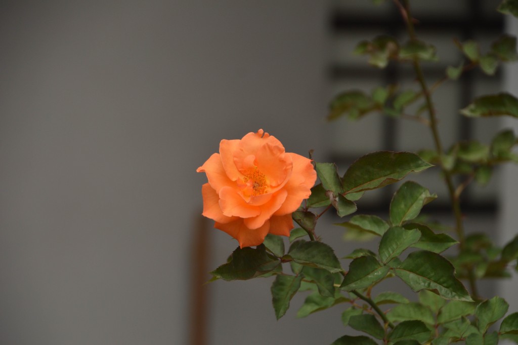 Foto de Alajuela (San José), Costa Rica