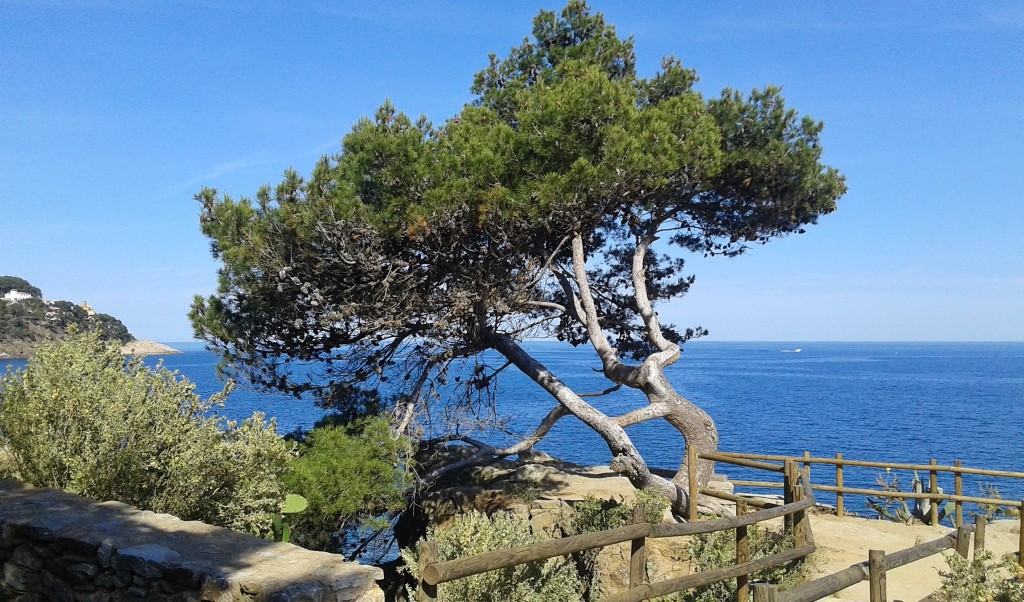 Foto: Camino de Ronda - Calella de Palafrugell (Girona), España