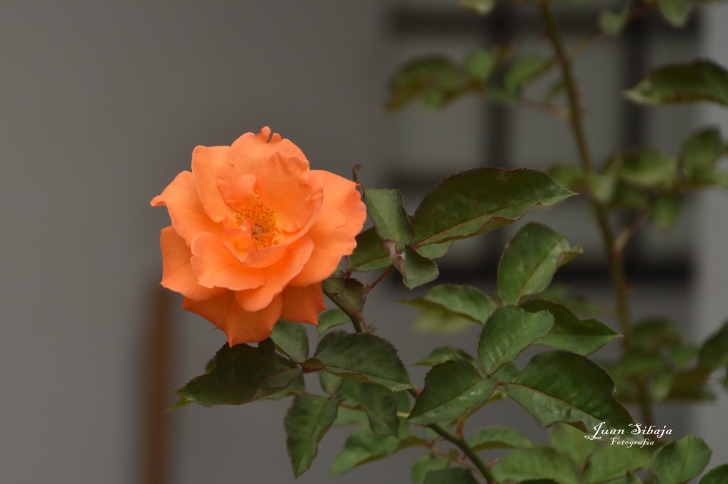 Foto: Rosa - Alajuela, Costa Rica