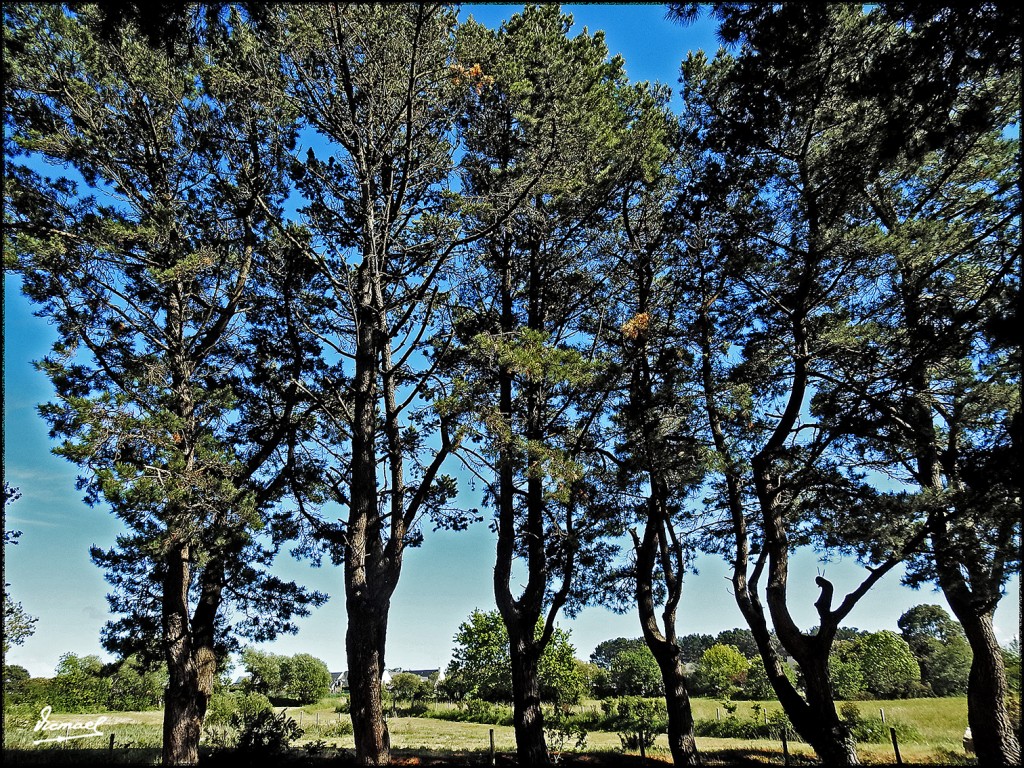 Foto: 170506-243 CARNAC MEGALITOS - Carnac (Brittany), Francia