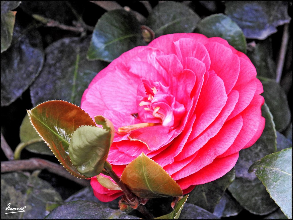 Foto: 170507-057 PONT AVEN - Pont Aven (Brittany), Francia