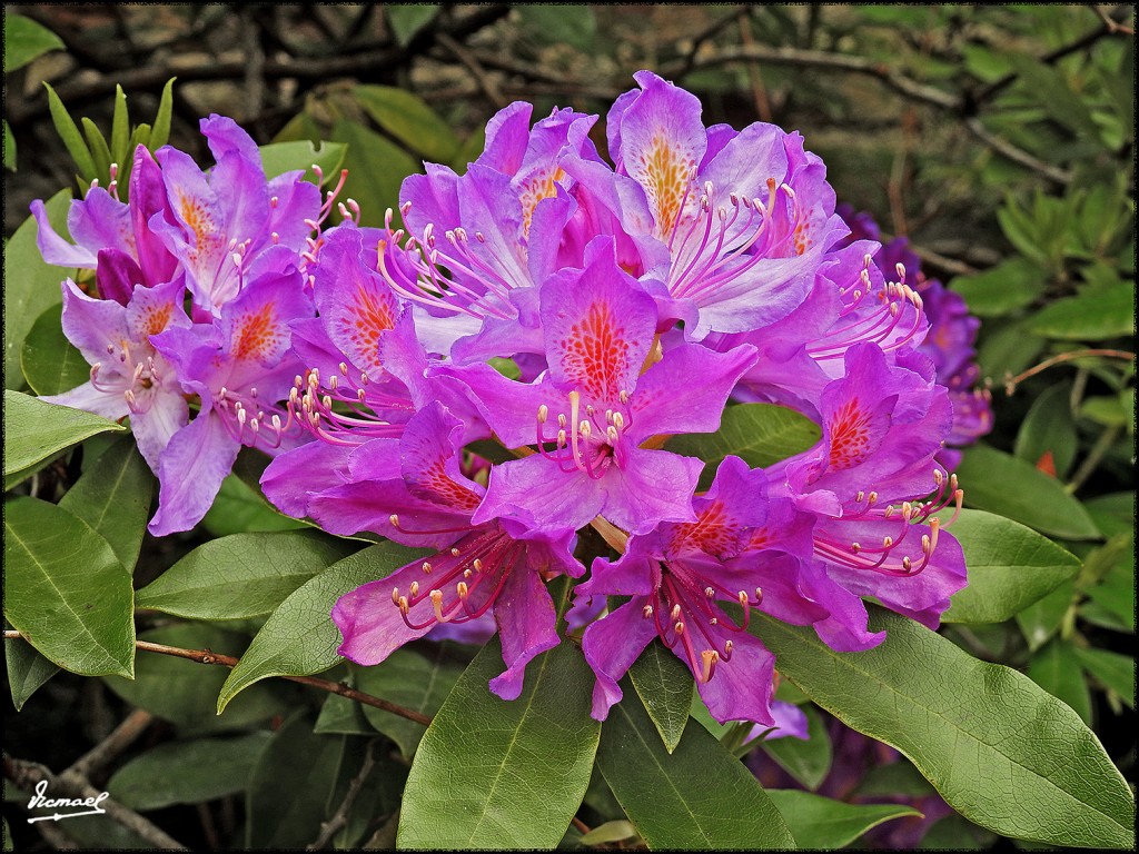 Foto: 170507-058 PONT AVEN - Pont Aven (Brittany), Francia