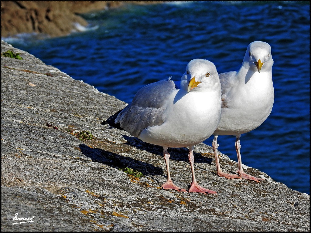 Foto: 170509-037 SAINT MALO - Saint Malo (Brittany), Francia