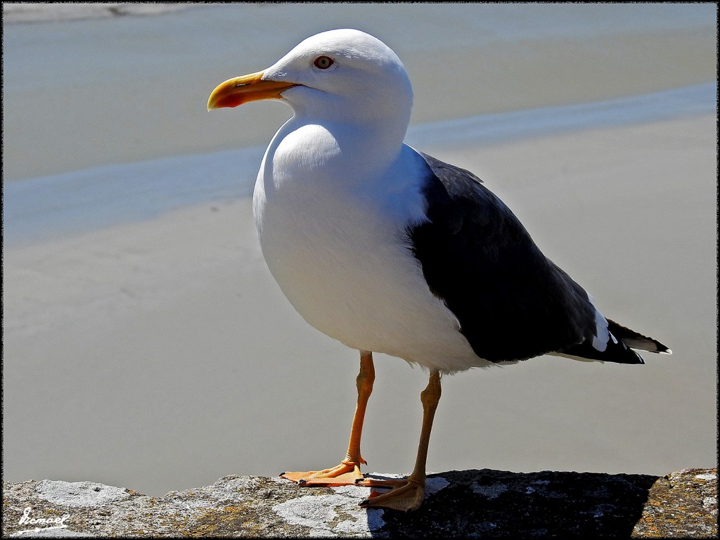 Foto: 170509-198 SAINT MICHEL - Saint Michel (Basse-Normandie), Francia