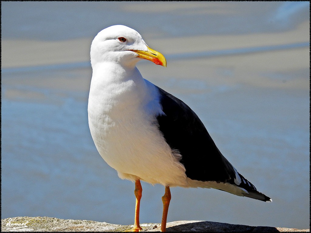 Foto: 170509-191 SAINT MICHEL - Saint Michel (Basse-Normandie), Francia