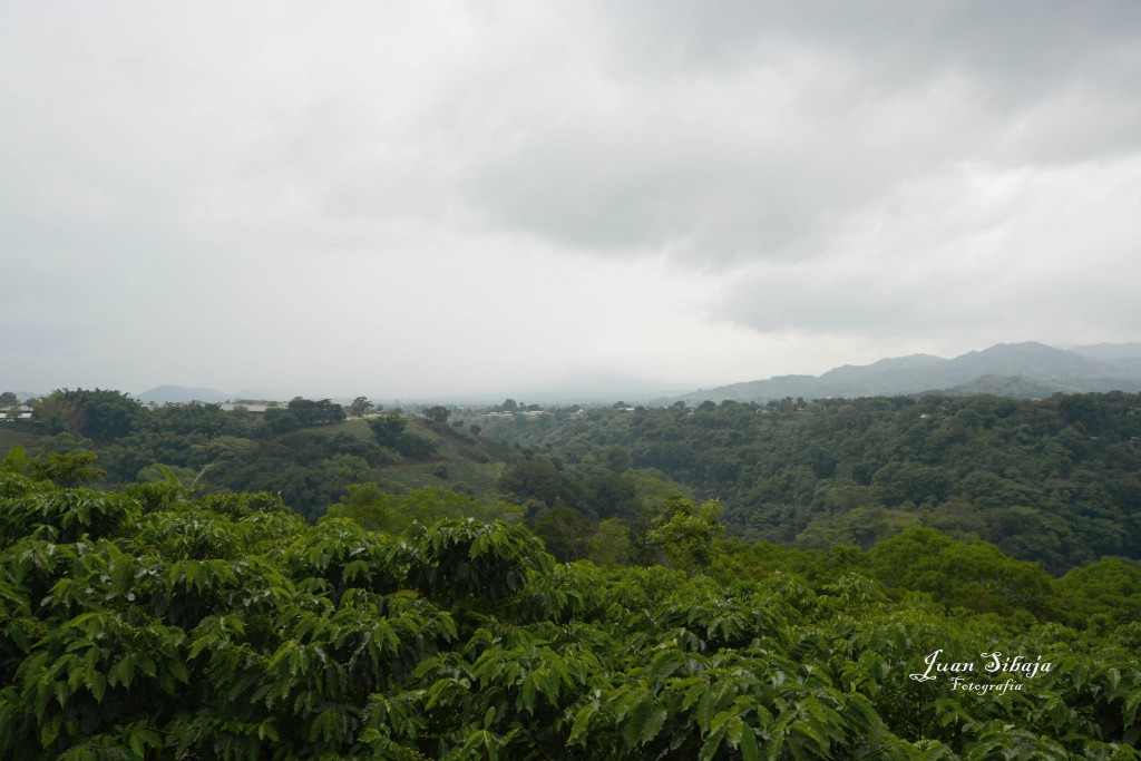Foto: Cafe - Alajuela, Costa Rica