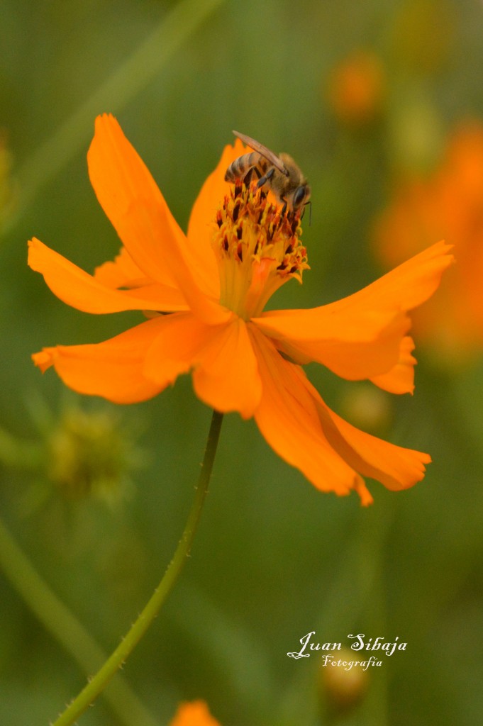 Foto de Alajuela, Costa Rica