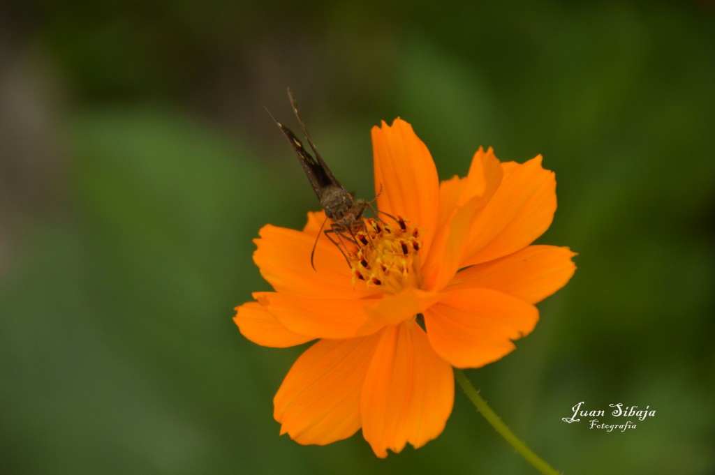 Foto de Alajuela, Costa Rica