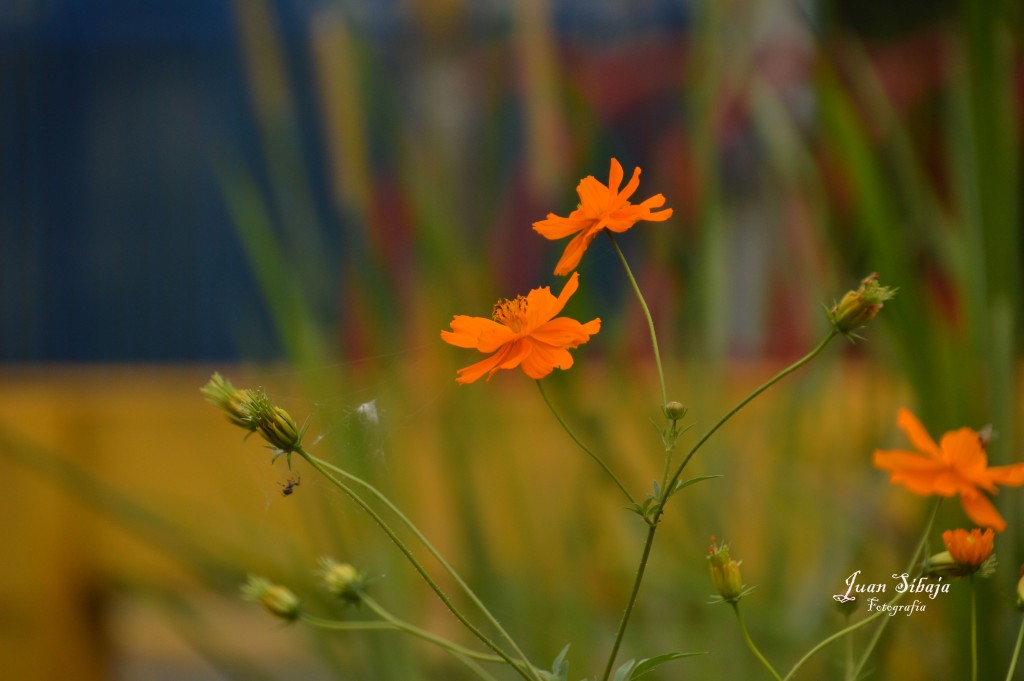 Foto: Paisaje - Alajuela, Costa Rica